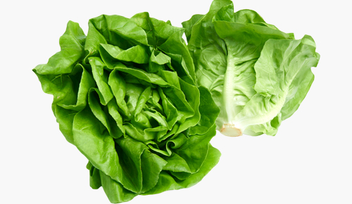 lettuce